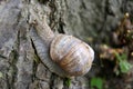 Roman snail on tree trunk close up