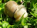 Roman snail on a walk through the spring grass Royalty Free Stock Photo