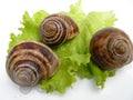 Roman snails