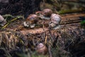 Roman snails in a garden