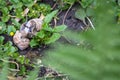 Roman snails - helix pomatia - mating in the garden