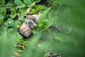 Roman snails - helix pomatia - mating in the garden