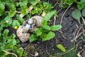 Roman snails - helix pomatia - mating in the garden