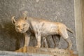 Roman statue animal old marble sculpture lynx