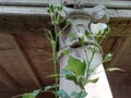 Roman stone carved pillar with roses in  Italy Royalty Free Stock Photo