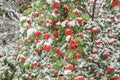 Roman tree fruit covered with snow