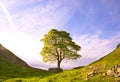 Roman tree I Royalty Free Stock Photo