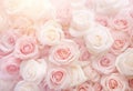 Romance blossom rose beauty nature valentine bouquet blooming floral background background pink flower flora