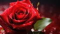 romance gift roses background