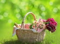 Romance, love, valentine`s day concept - wicker basket with bouquet of flowers, bottle wine on the grass. Spring fresh sunny Royalty Free Stock Photo