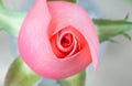 Romance pink rose flower close-up