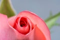 Romance pink rose flower close-up