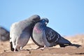 Rock pigeon courtship. Royalty Free Stock Photo