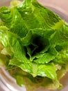 Romane lettuce growing from stalk Royalty Free Stock Photo