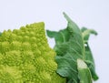 Romanesco Royalty Free Stock Photo