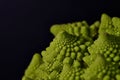 Romanesco also known as Roman cauliflower, Broccolo Romanesco, Romanesque cauliflower, species Brassica oleracea Royalty Free Stock Photo