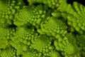 Romanesco also known as Roman cauliflower, Broccolo Romanesco, Romanesque cauliflower, species Brassica oleracea Royalty Free Stock Photo