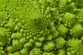 Romanesco also known as Roman cauliflower, Broccolo Romanesco, Romanesque cauliflower, species Brassica oleracea Royalty Free Stock Photo