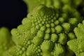 Romanesco also known as Roman cauliflower, Broccolo Romanesco, Romanesque cauliflower, species Brassica oleracea Royalty Free Stock Photo