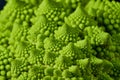 Romanesco also known as Roman cauliflower, Broccolo Romanesco, Romanesque cauliflower, species Brassica oleracea Royalty Free Stock Photo