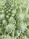 Romanesco Broccoli