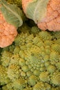 Romanesco broccoli Royalty Free Stock Photo