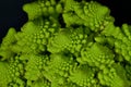 Romanesco also known as Roman cauliflower, Broccolo Romanesco, Romanesque cauliflower, species Brassica oleracea Royalty Free Stock Photo