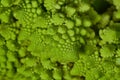 Romanesco also known as Roman cauliflower, Broccolo Romanesco, Romanesque cauliflower, species Brassica oleracea Royalty Free Stock Photo