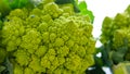 Romanesco broccoli cabbage Roman Cauliflower close-up isolated on white Royalty Free Stock Photo