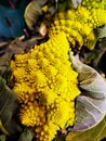 Romanesco broccoli or cauliflower. Brassica oleracea. 