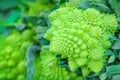Romanesco broccoli Royalty Free Stock Photo
