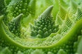 Romanesco Broccoli Close-up: Mesmerizing Fractal Pattern and Vibrant Green