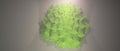 Romanesco broccoli 3D
