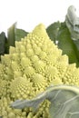 A Romanesco broccoli isolated on white Royalty Free Stock Photo