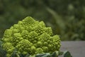 Romanesco broccoli Royalty Free Stock Photo