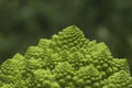 Romanesco broccoli Royalty Free Stock Photo