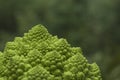 Romanesco broccoli Royalty Free Stock Photo