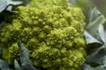 Romanesco broccoli Royalty Free Stock Photo