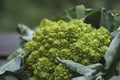 Romanesco broccoli Royalty Free Stock Photo