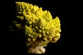 Romanesco Broccoli Low Key Royalty Free Stock Photo