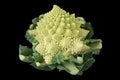 Romanesco broccoli , roman cauliflower Royalty Free Stock Photo