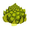 Romanesco Broccoli or Roman Cauliflower as Raw Salad Ingredient Vector Illustration