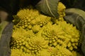 Romanesco broccoli or roman cauliflower. Brassica oleracea. Fractal and leaf details.