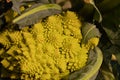 Romanesco broccoli or roman cauliflower. Brassica oleracea.