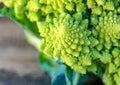 Romanesco broccoli or Roman cauliflower, close up Royalty Free Stock Photo