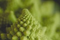 Romanesco broccoli or roman cauliflower close up Royalty Free Stock Photo