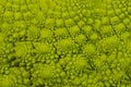 romanesco broccoli roman cauliflower inflorescence head of fresh green cabbage fractal exotic vegetable background . Royalty Free Stock Photo
