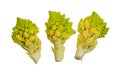 romanesco broccoli roman cauliflower inflorescence head of fresh green cabbage. vegetable background isolated on white. Royalty Free Stock Photo