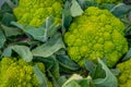 Romanesco broccoli or Roman cauliflower, texture detail of the healthy vegetable filled with lots of nutrients