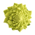 Romanesco broccoli vegetable isolated on white background